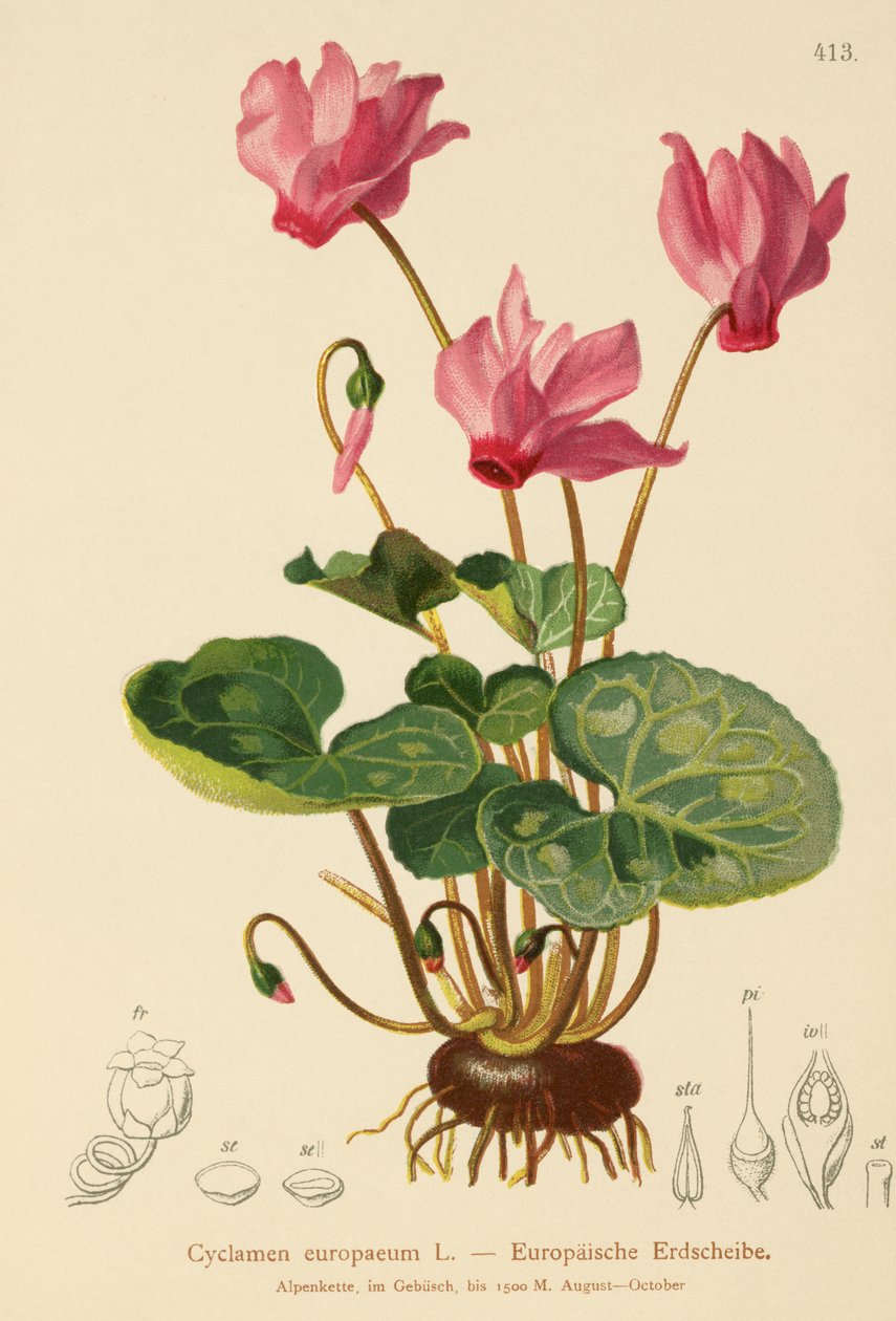 Ciclâmen (Cyclamen europaeum) de German School