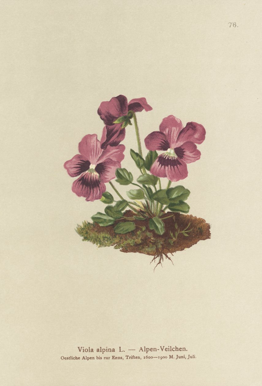 Cíclame Violeta Alpina (Viola alpina) de German School
