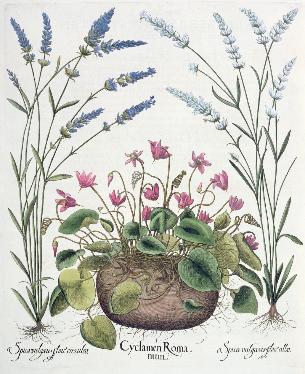 Cíclame e Lavanda: 1.Cyclamen Romanum; 2. Spica vulgaris flore albo; 3. Spica vulgaris flore ceruleo, de Hortus Eystettensis de Basil Besler (1561-1629), pub. 1613 de German School