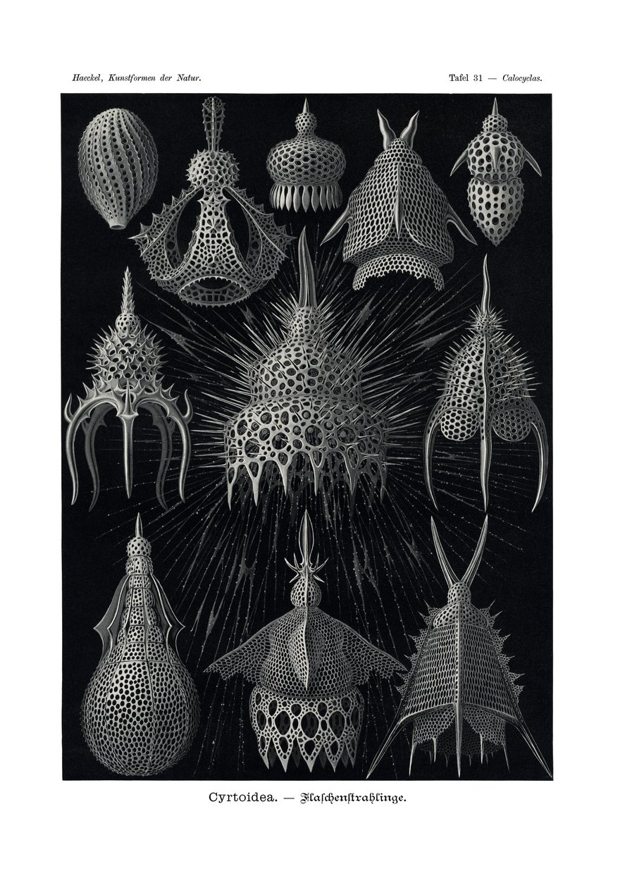 Cyrtoid, 1899-1904 de German School