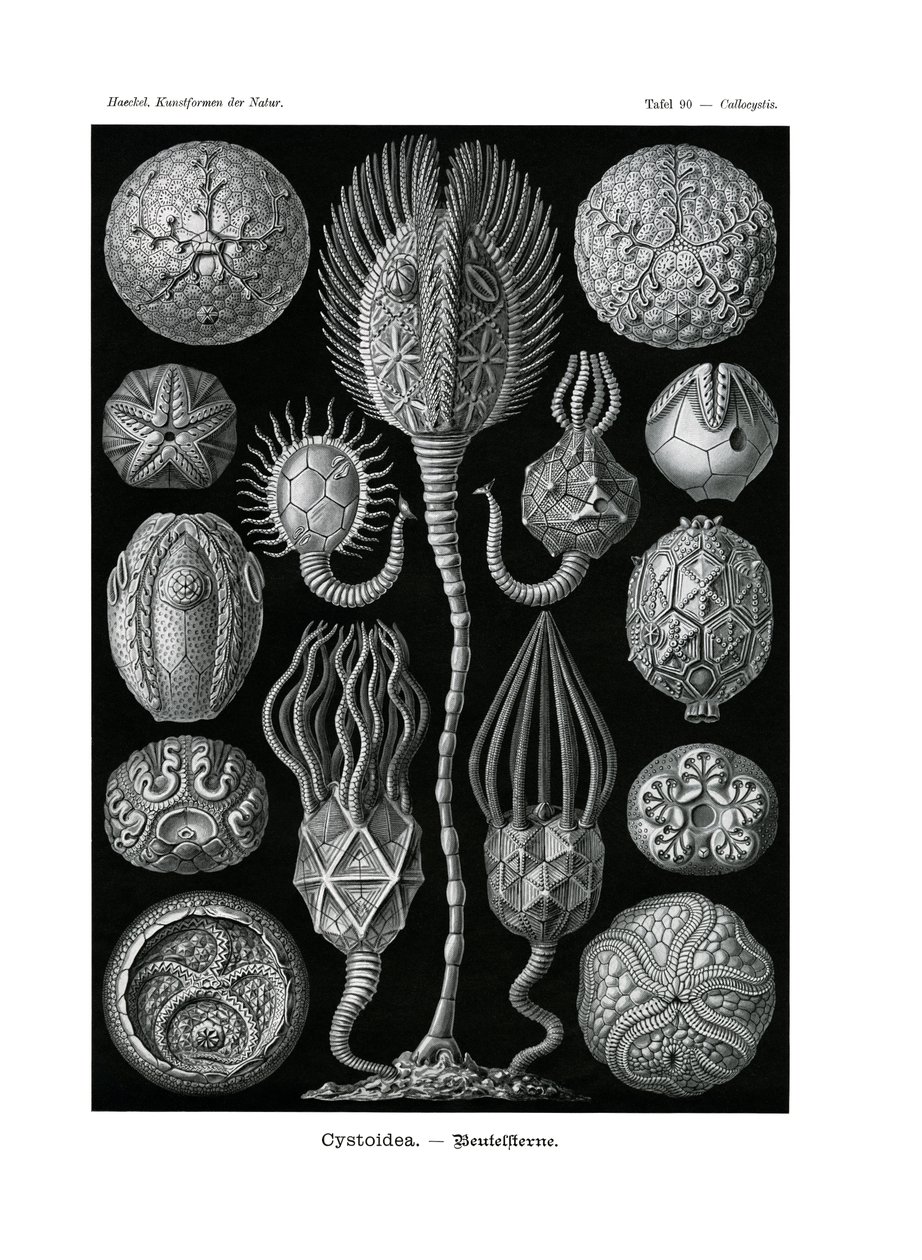 Cystoidea, 1899-1904 de German School