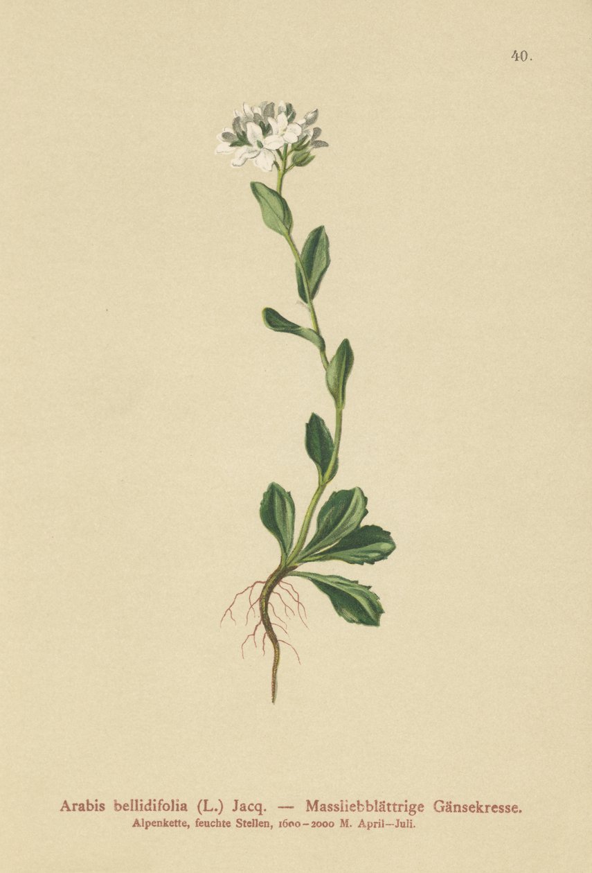 Rock-Cress Daisyleaf (Arabis bellidifolia) de German School