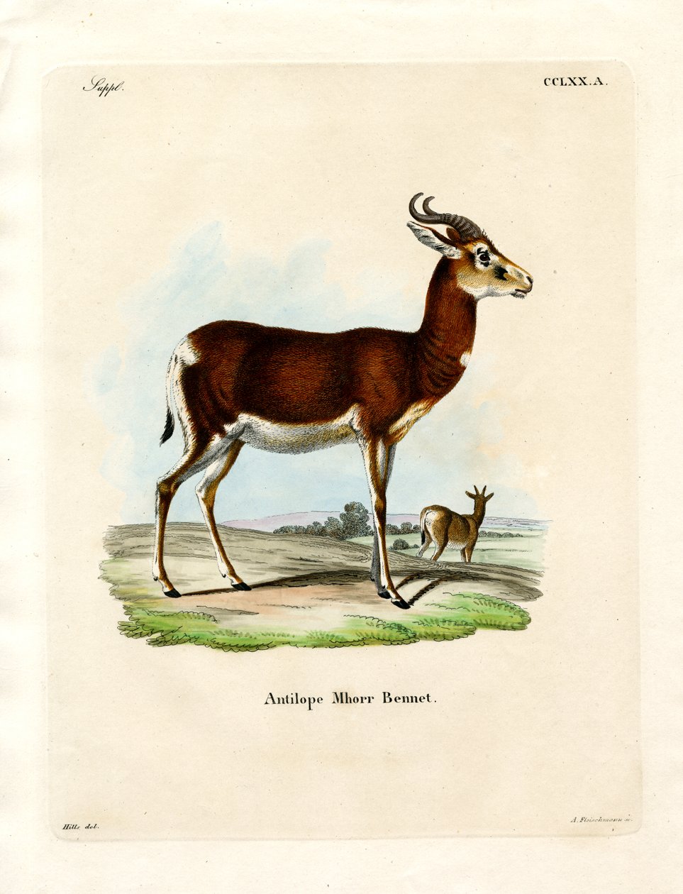 Dama Gazelle (gravação a cores) de German School