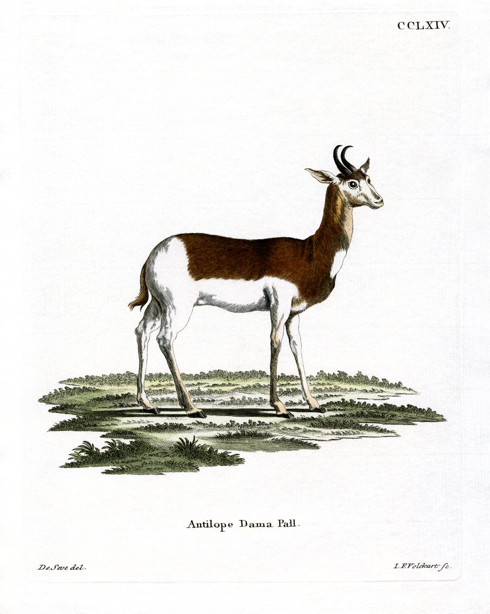 Dama Gazelle (gravação a cores) de German School