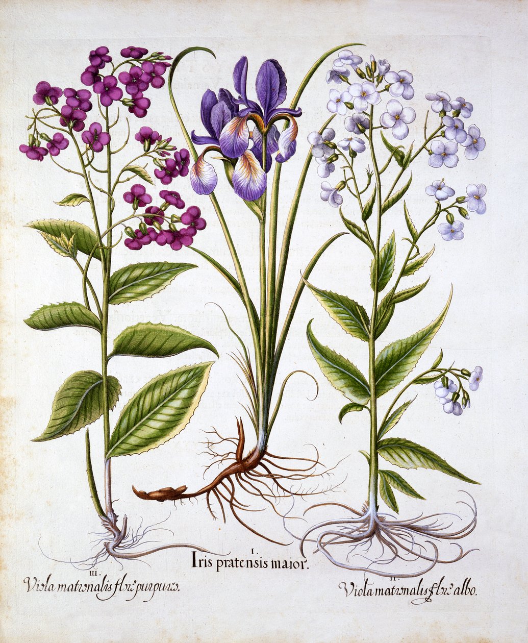 Dames Violet e um Field Iris, de Hortus Eystettensis, de Basil Besler (1561-1629), pub. 1613 (gravura colorida à mão) de German School