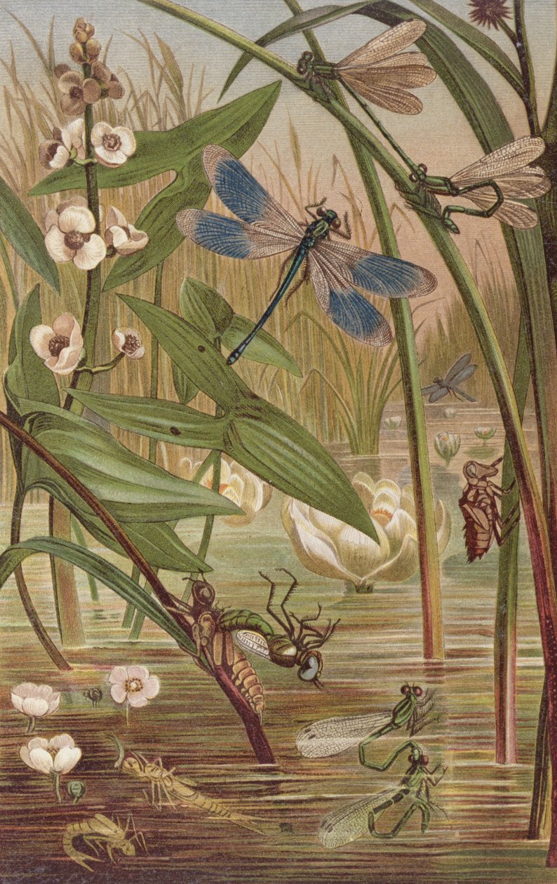 Damselfly Hatching, prato da Vida Animal de Brehm: Cliente Geral do Reino Animal, vol. 9, p.554, publicado pelo Instituto Bibliográfico, 1892 de German School
