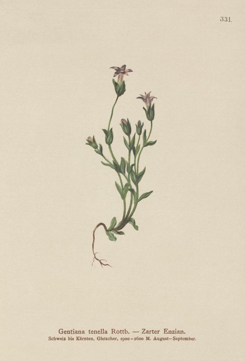 Dinamarquesa Genciana Anã (Gentiana tenella, Gentianella tenella, Comastoma tenellum) de German School