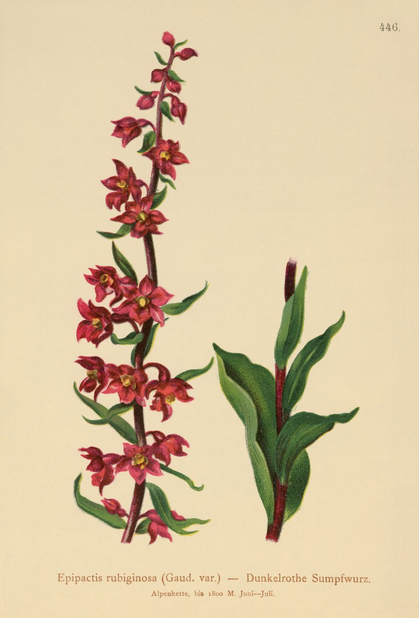 Helleborine vermelho escuro (Epipactis atrorubens, Epipactis rubiginosa) de German School