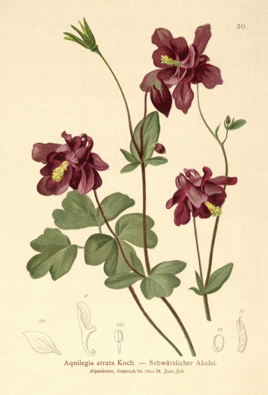 Columbine escuro (Aquilegia atrata) de German School