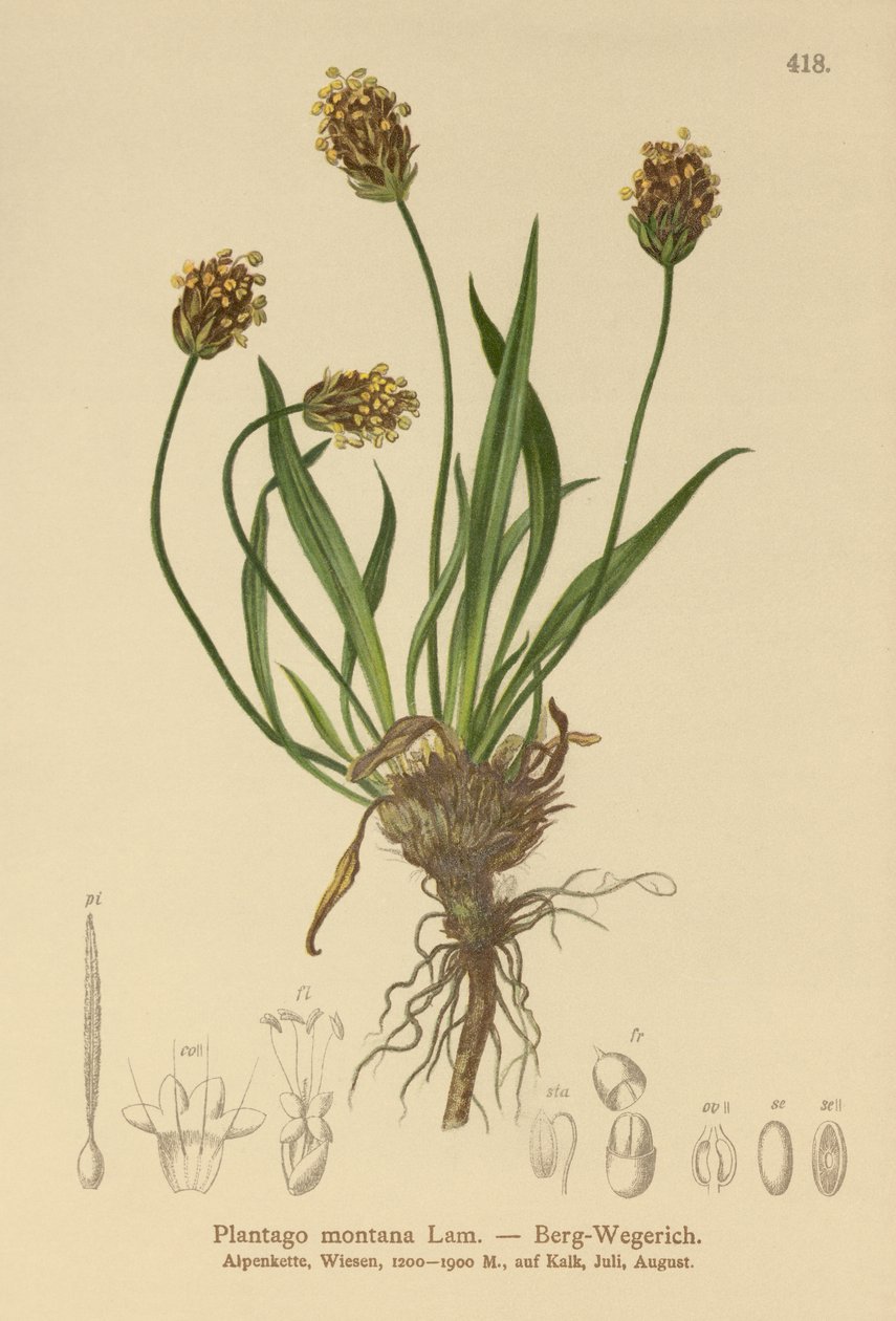 Banana-da-terra escura (Plantago atrata, Plantago montana) de German School