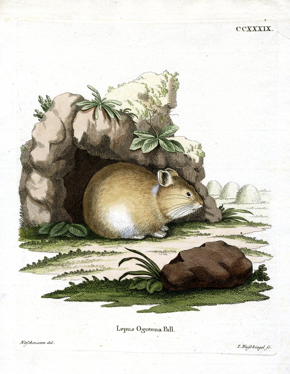 Daurian Pika (gravação a cores) de German School