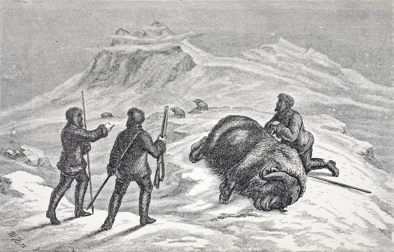 Morte do Boi-almiscarado, bar. Londres 1874 de German School