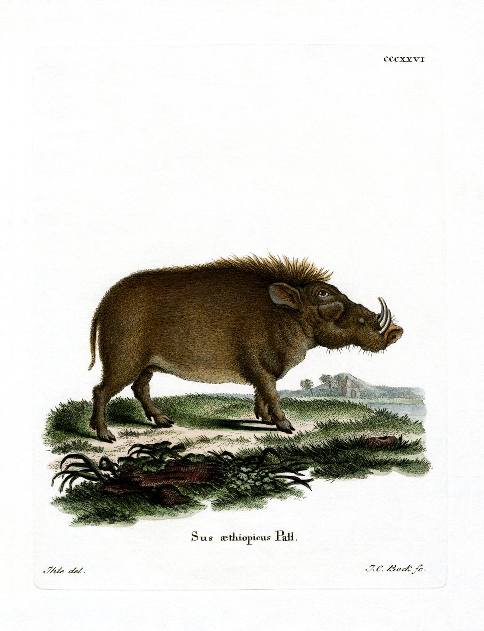 Desert Warthog (gravura colorida) de German School