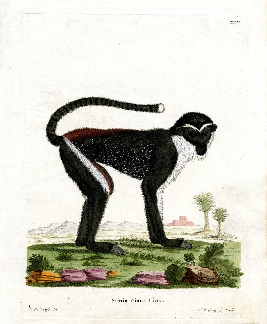 Diana Monkey (gravação a cores) de German School
