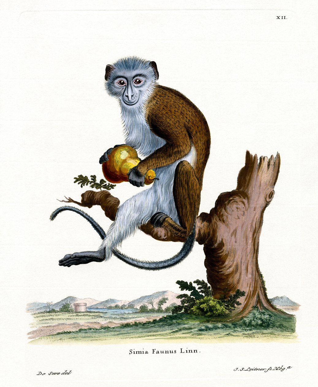 Diana Monkey (gravação a cores) de German School