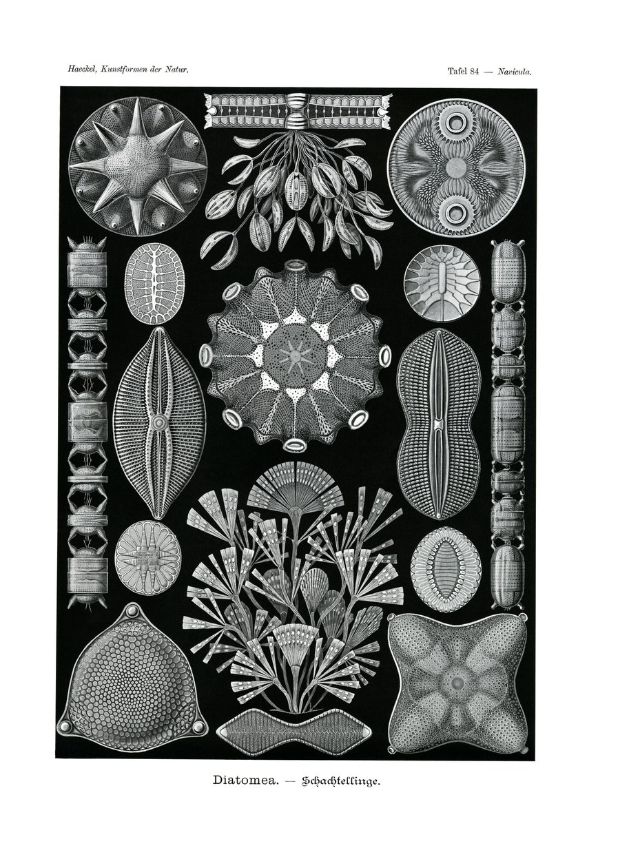 Diatomea, 1899-1904 de German School