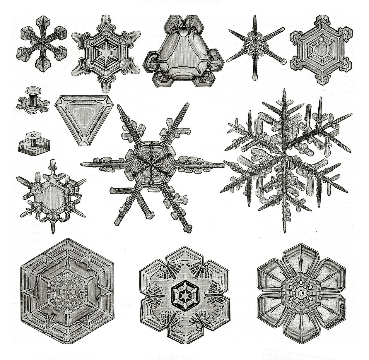 Diferentes formas de flocos de neve de German School