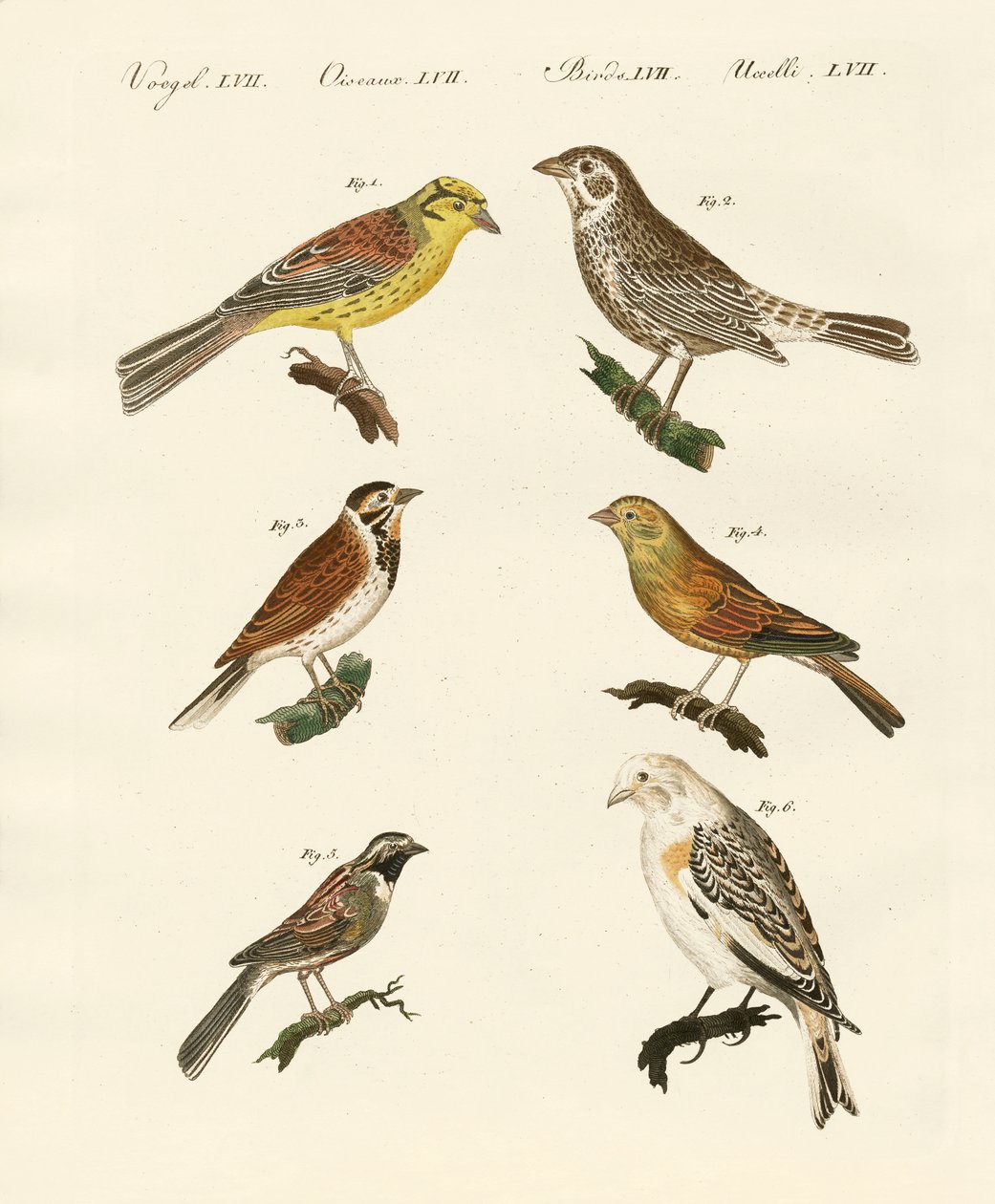 Diferentes tipos de buntings de German School