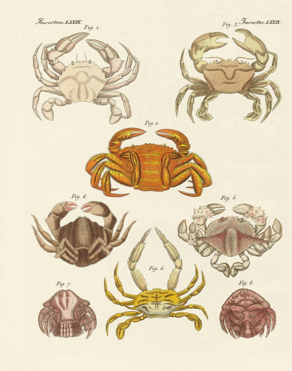 Diferentes tipos de caranguejos (gravura colorida) de German School
