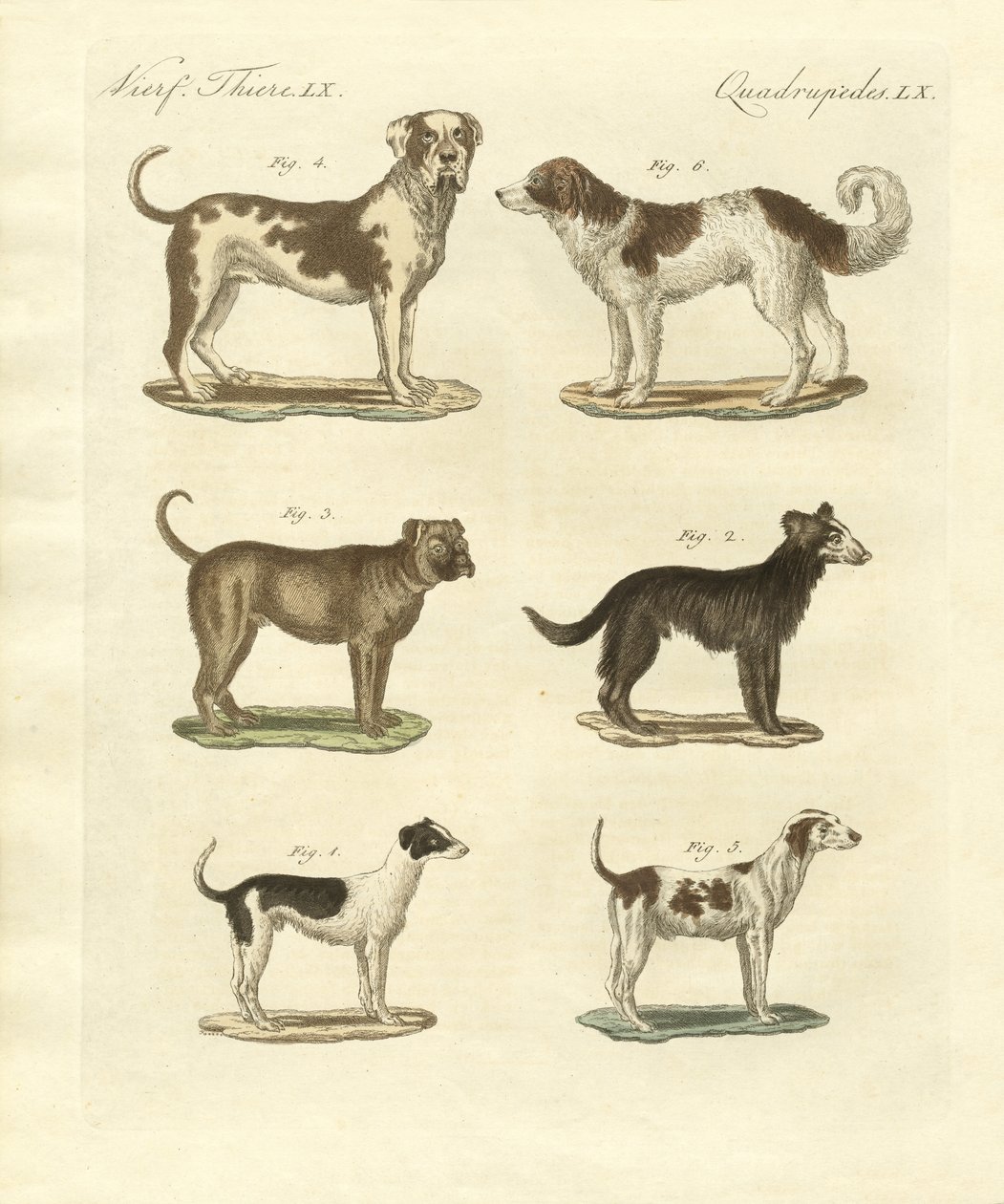 Diferentes tipos de cães de German School