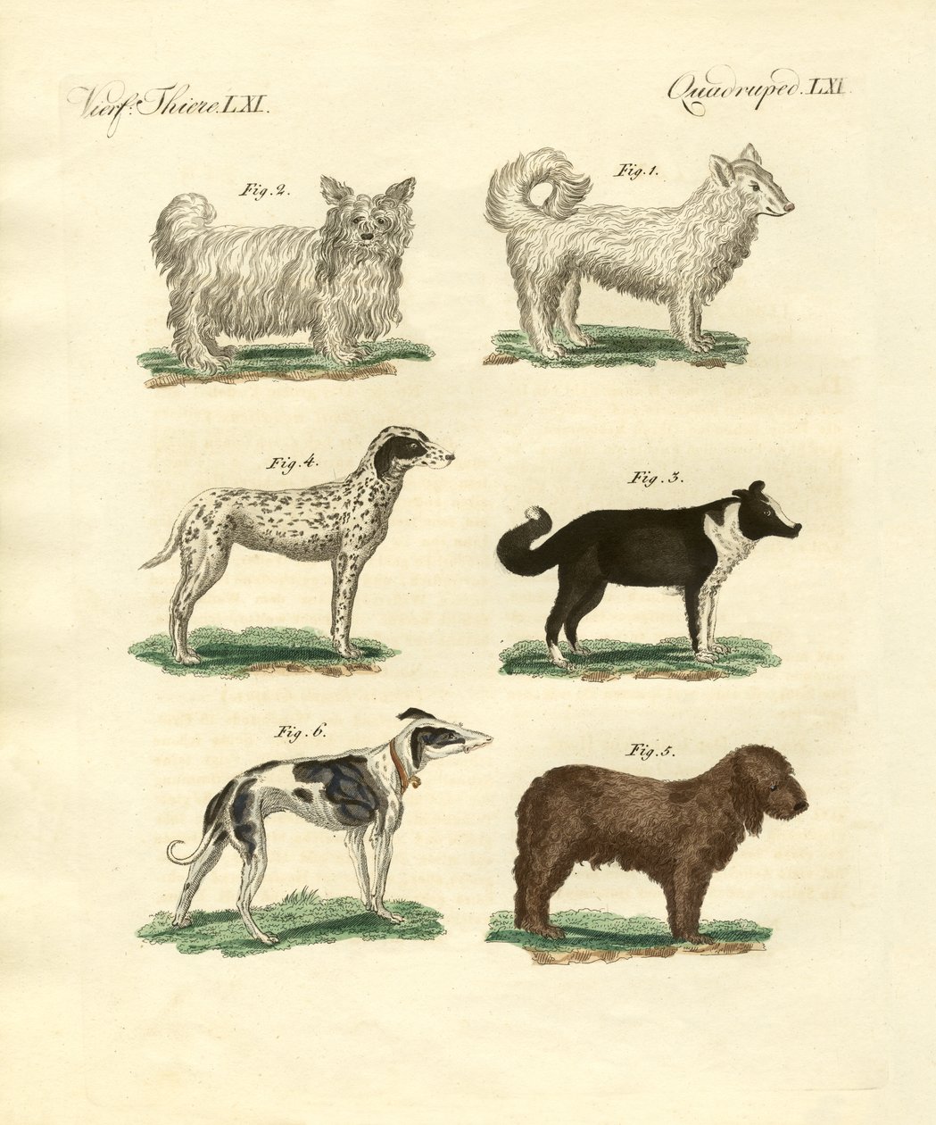 Diferentes tipos de cães de German School