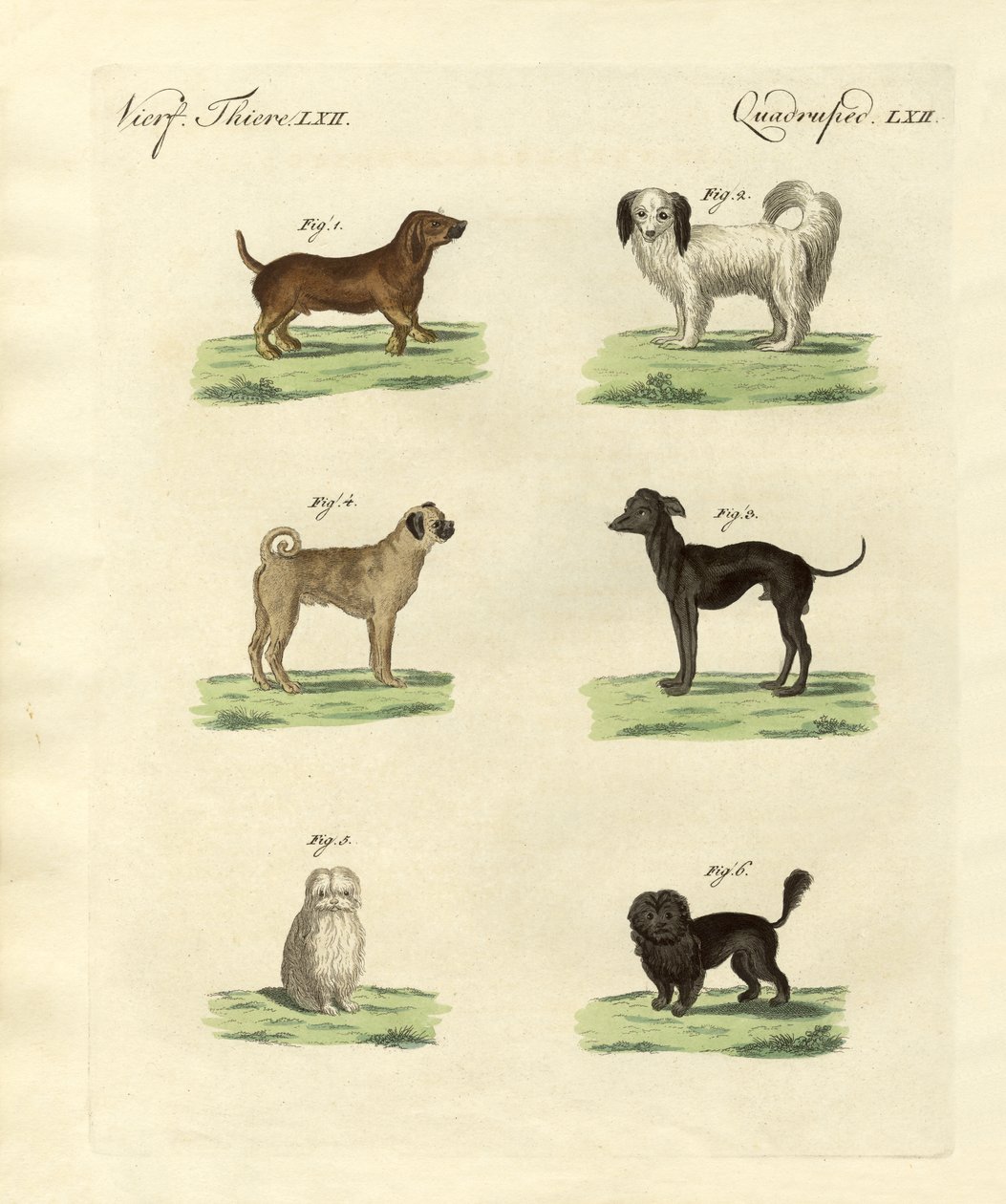 Diferentes tipos de cães de German School