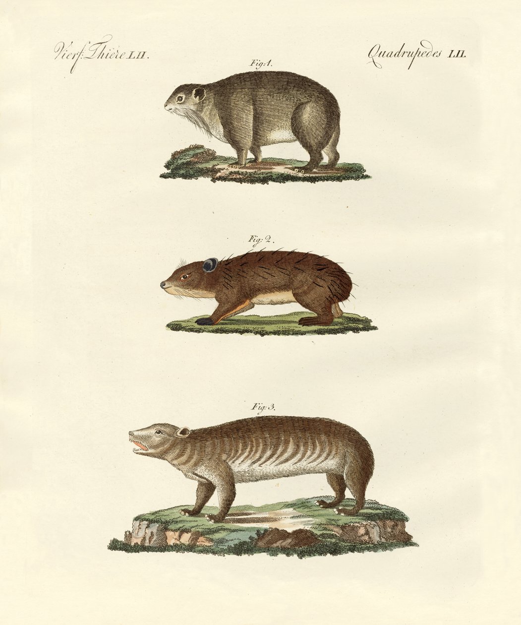 Diferentes tipos de animais gordos de German School