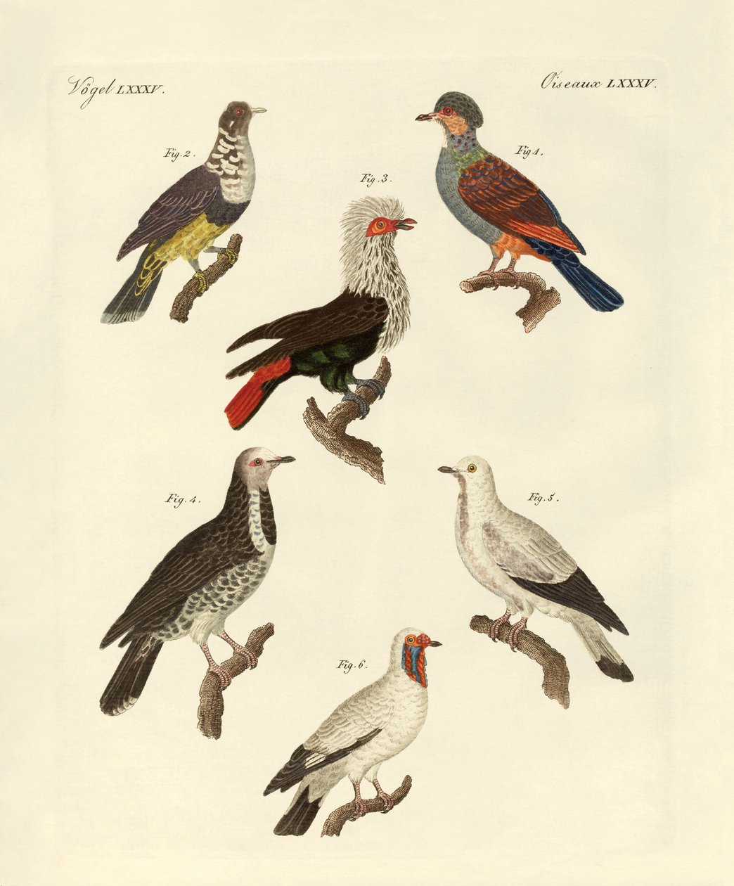 Diferentes tipos de pombos estrangeiros (gravura colorida) de German School