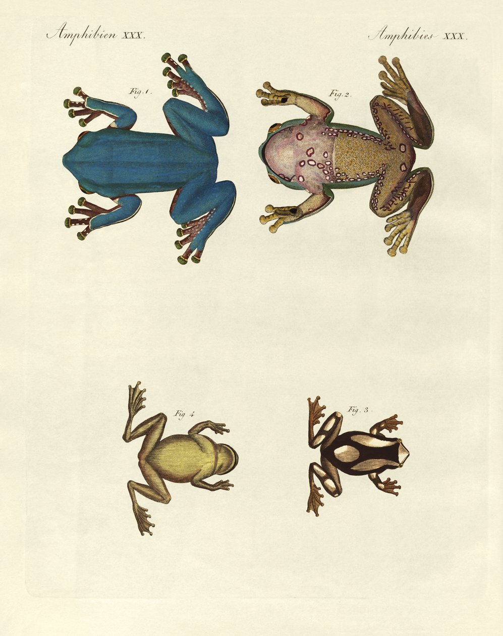 Diferentes tipos de sapos de árvores estrangeiras (gravura colorida) de German School