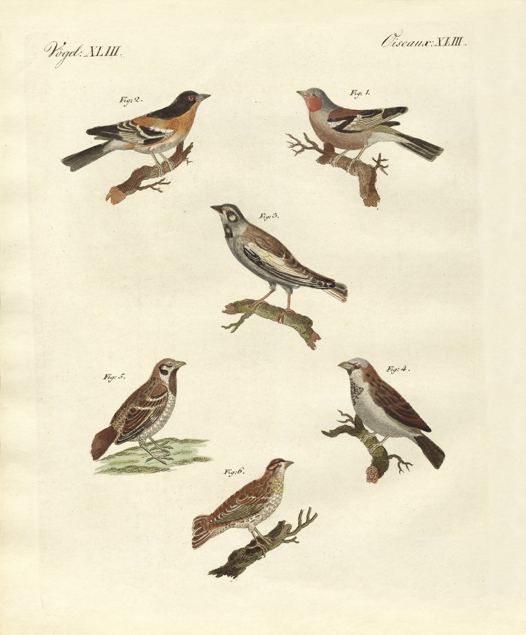 Diferentes tipos de cotovias (gravura colorida) de German School