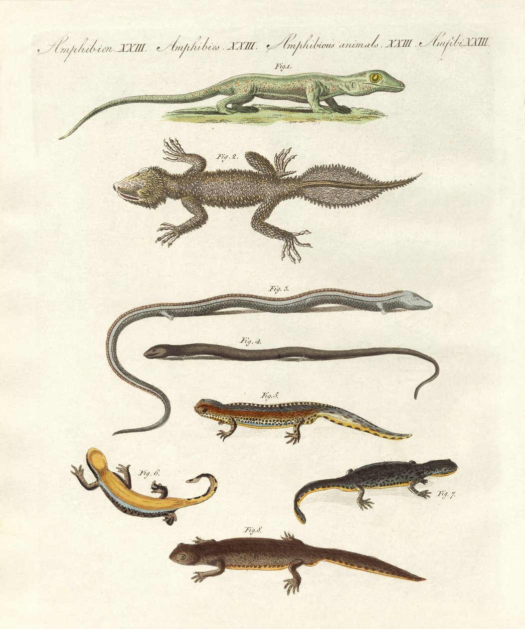 Diferentes tipos de lagartos (gravura colorida) de German School