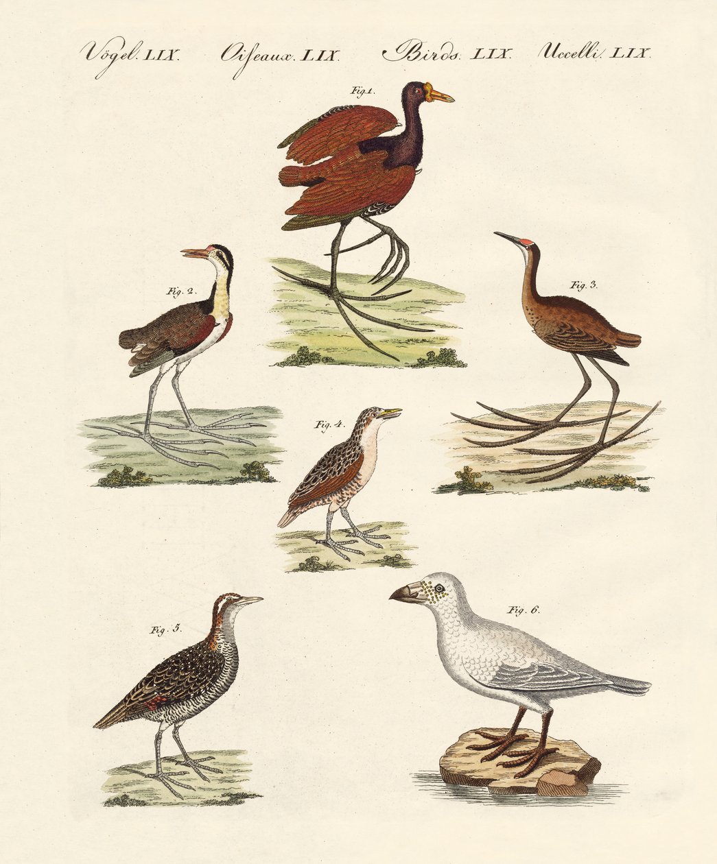 Diferentes tipos de aves de pântano de German School