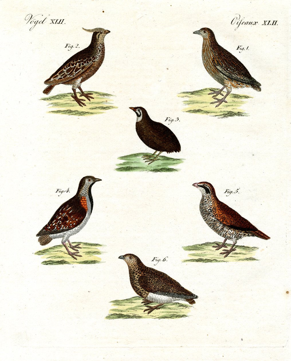 Diferentes tipos de codornizes (gravura colorida) de German School
