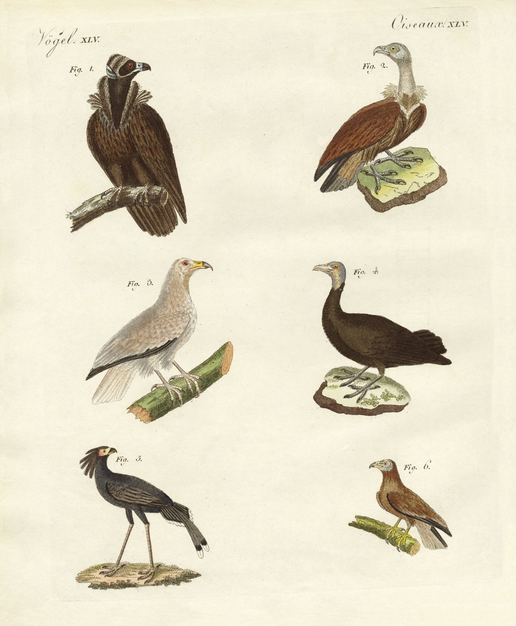 Diferentes tipos de aves de rapina de German School