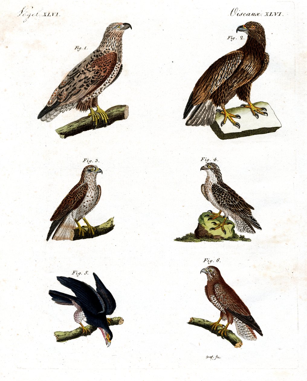 Diferentes tipos de aves de rapina de German School