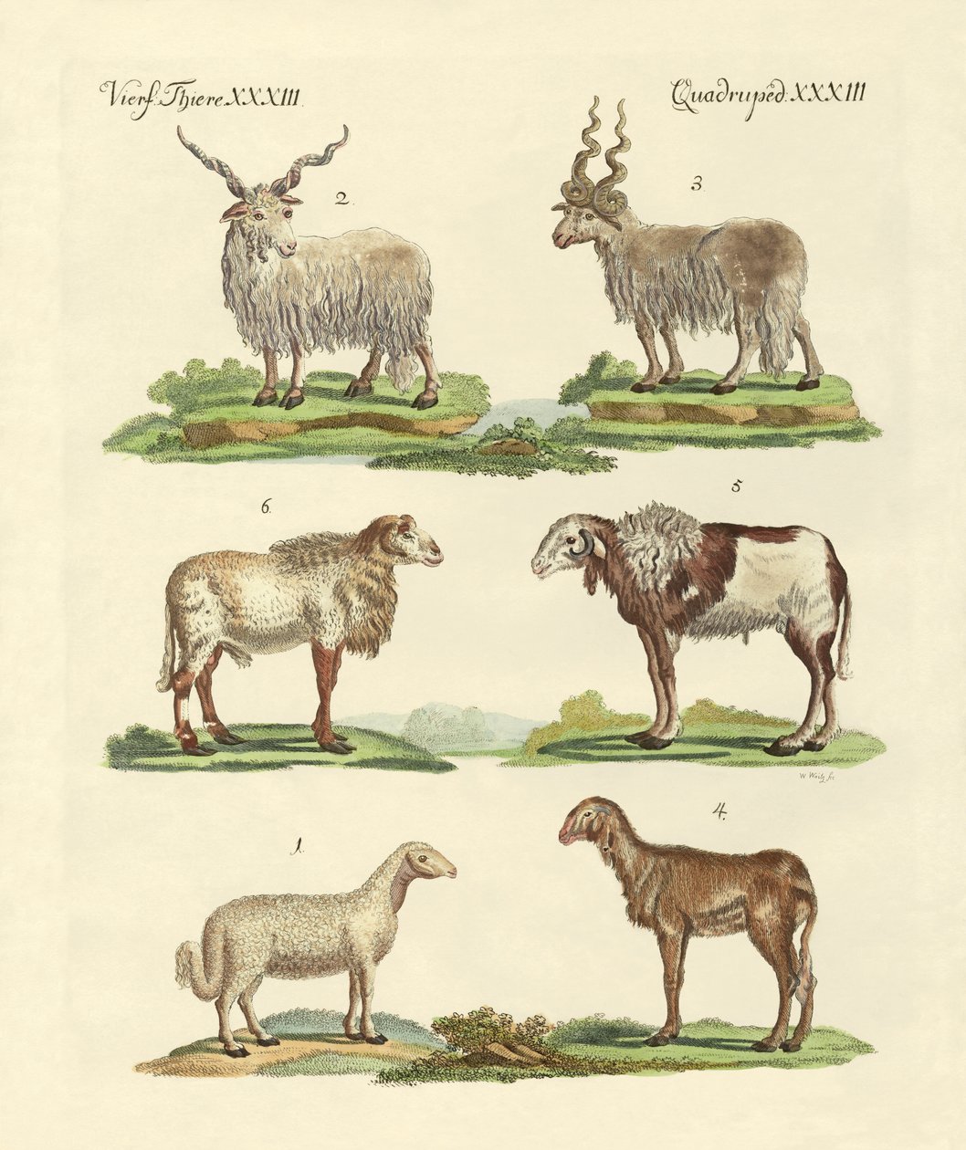 Diferentes tipos de ovelhas de German School