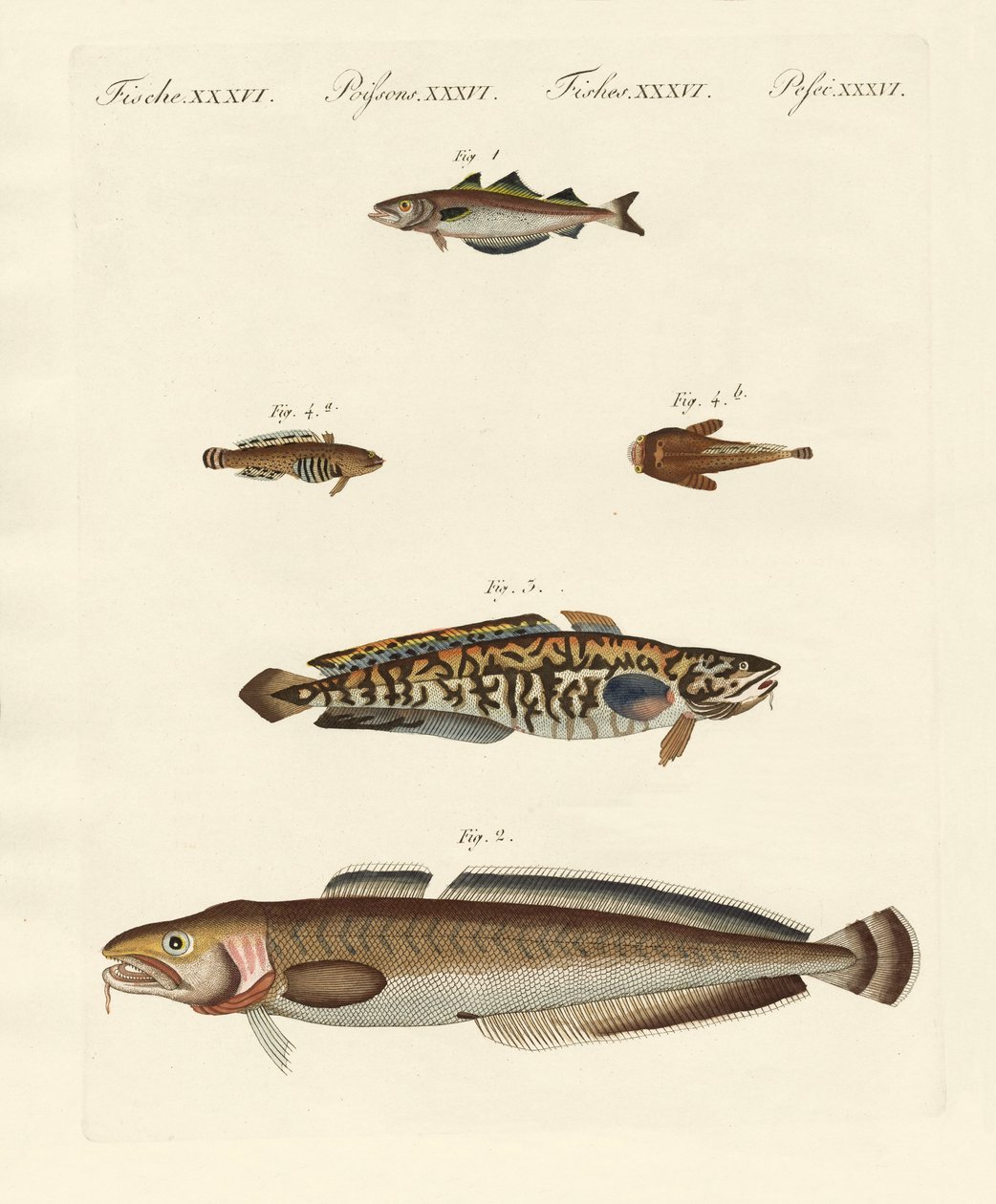 Diferentes tipos de marisco (gravura colorida) de German School