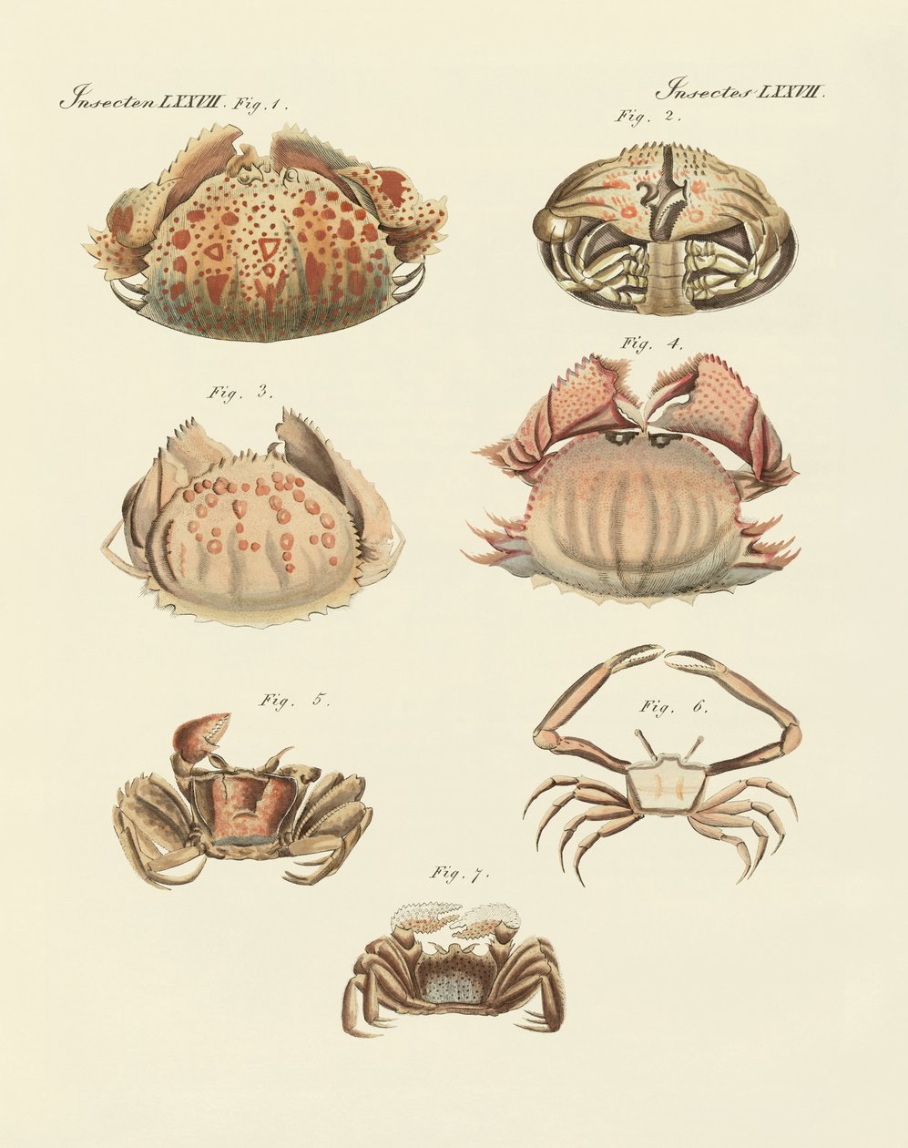 Diferentes tipos de camarões e caranguejos (gravura colorida) de German School