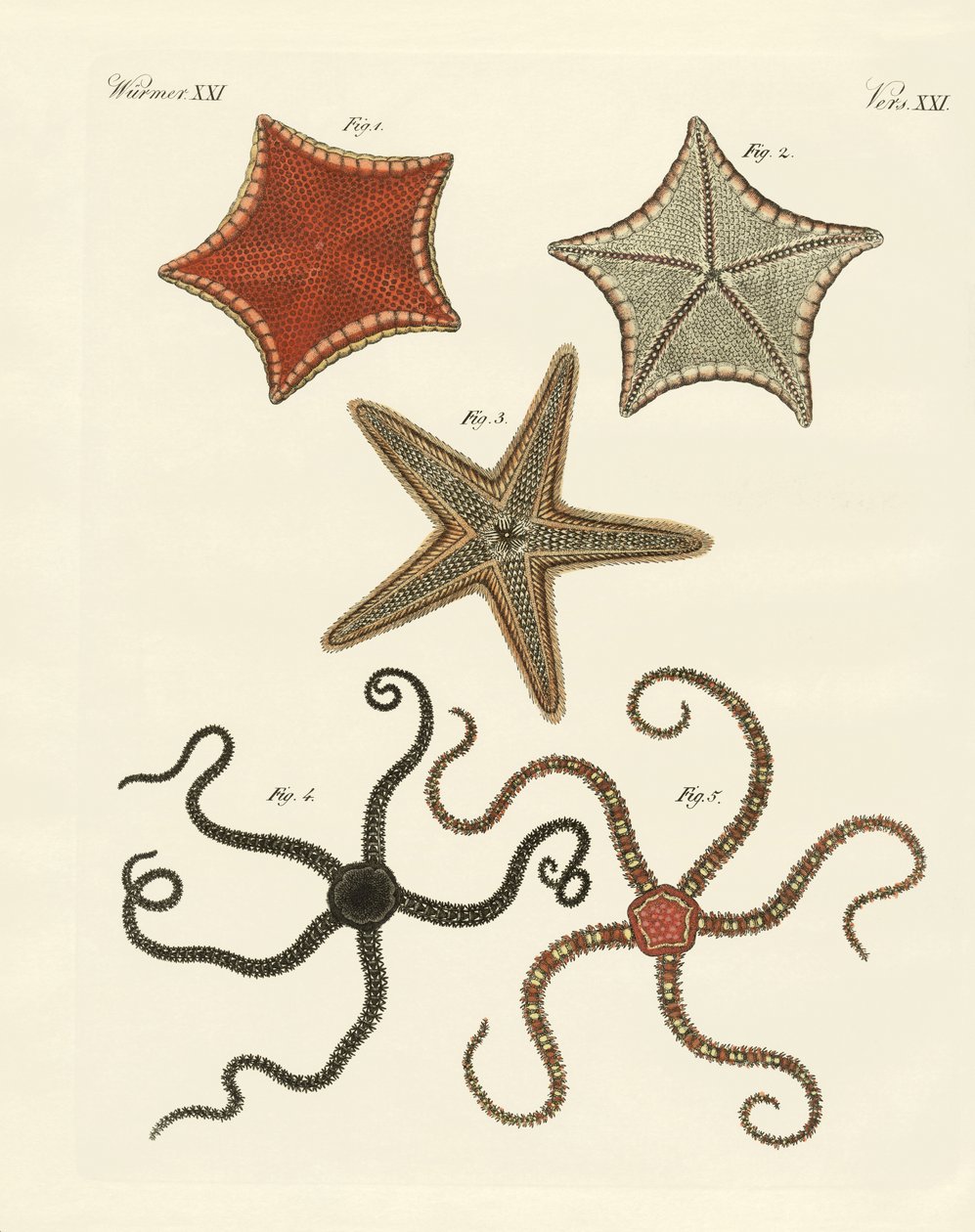 Diferentes tipos de estrelas do mar de German School