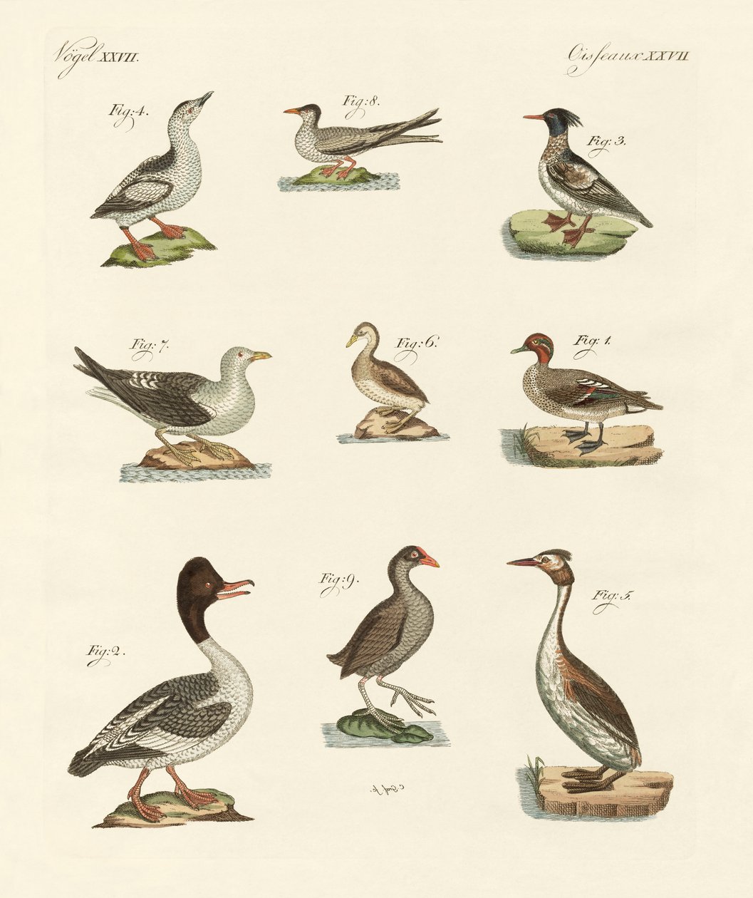 Diferentes tipos de aves aquáticas de German School