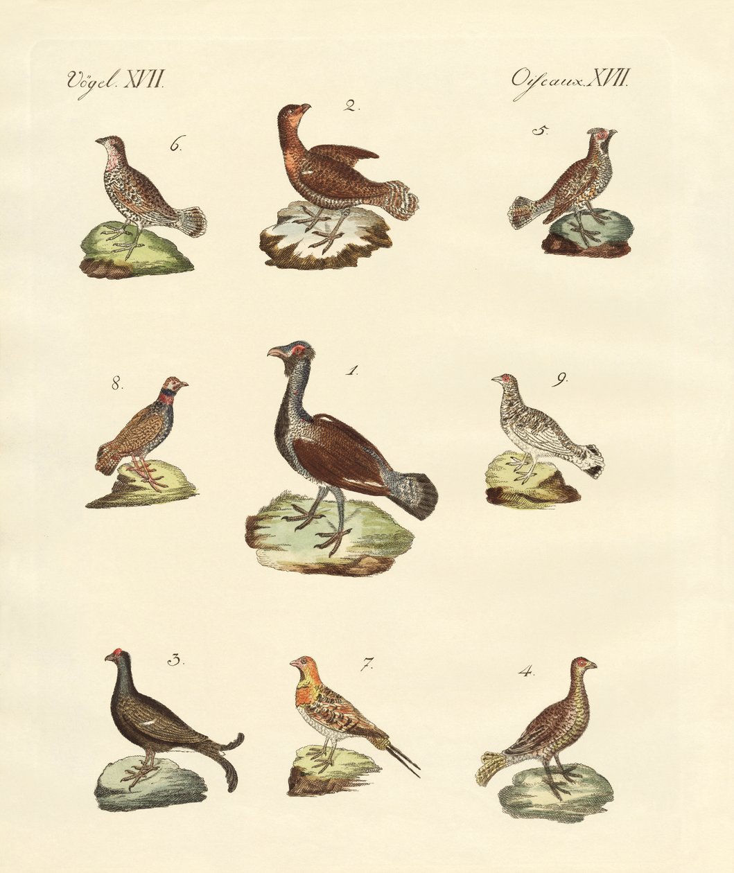 Diferentes tipos de woodhens de German School