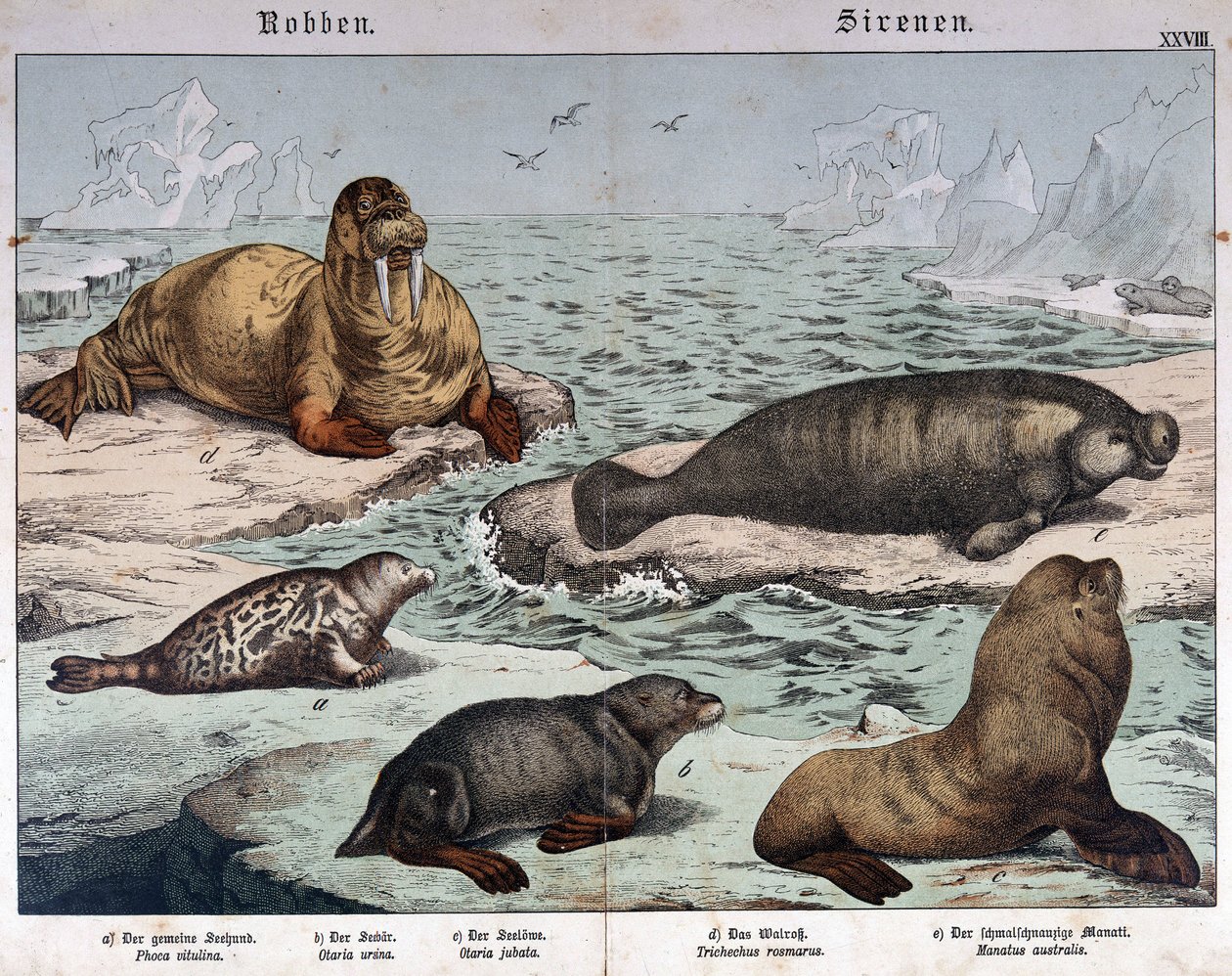Diferentes tipos de focas (foca marmoreada à esquerda), morsa (em cima à esquerda) e leões marinhos - na "História natural dos mamíferos", ed. Schreiber, Munique de German School