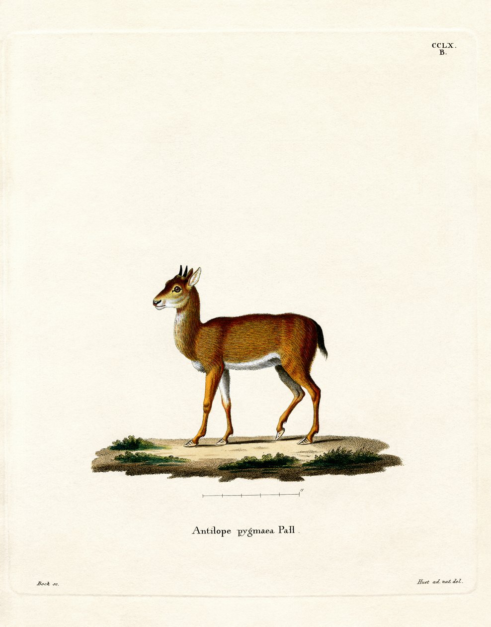 Dik-dik (gravação a cores) de German School