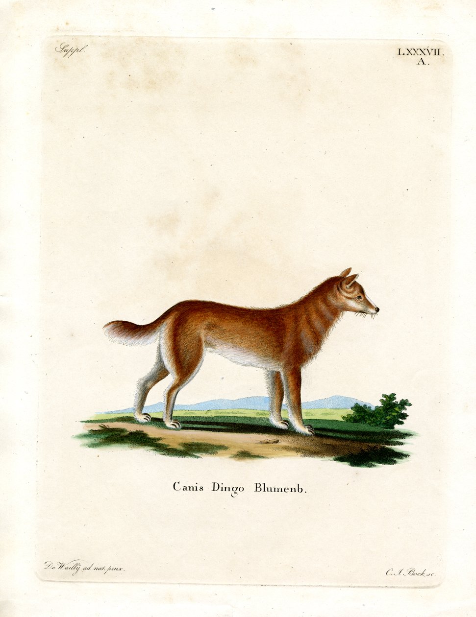 Dingo (gravação a cores) de German School