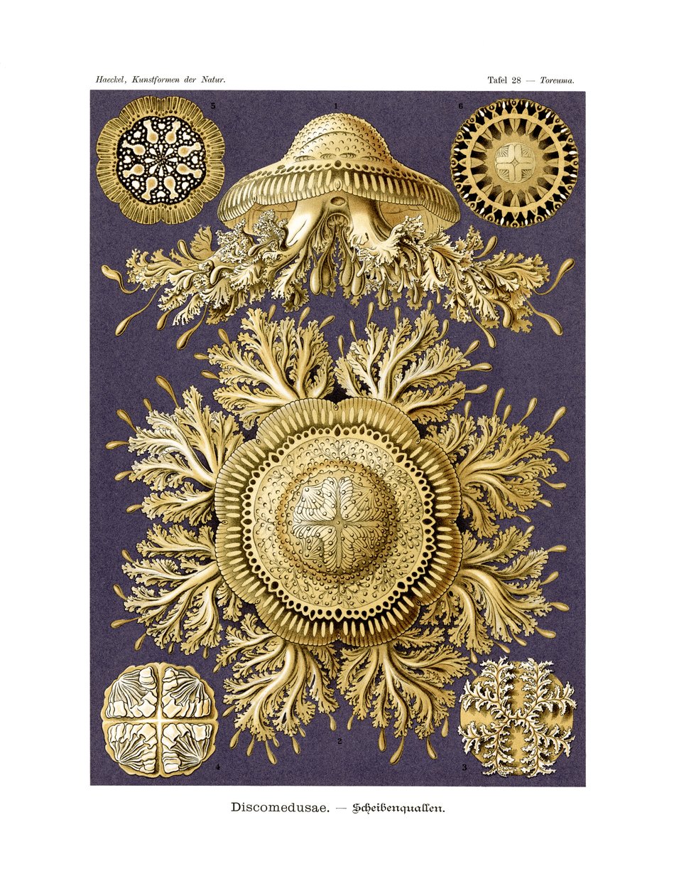 Discomedusae, 1899-1904 de German School