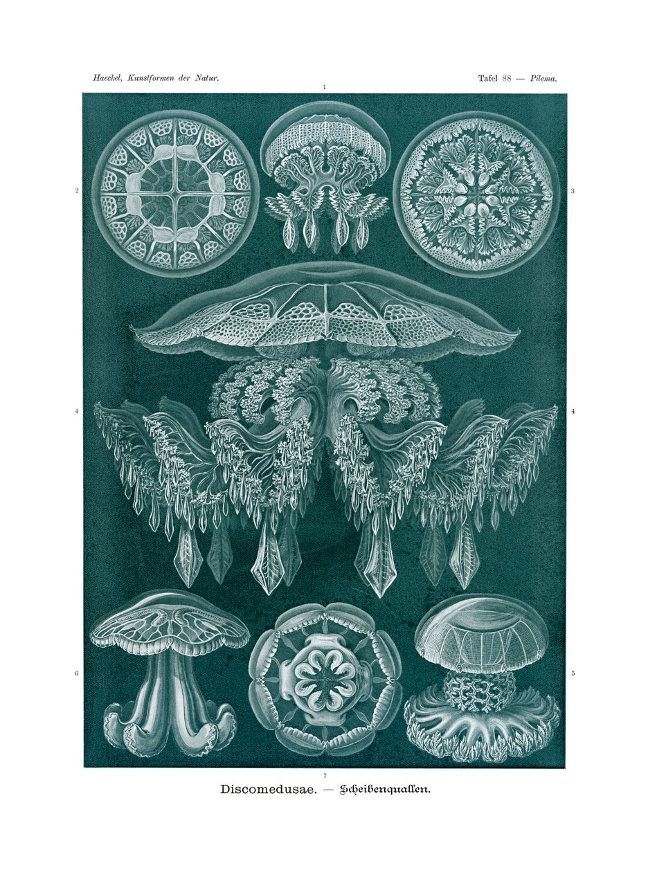 Discomedusae, 1899-1904 de German School