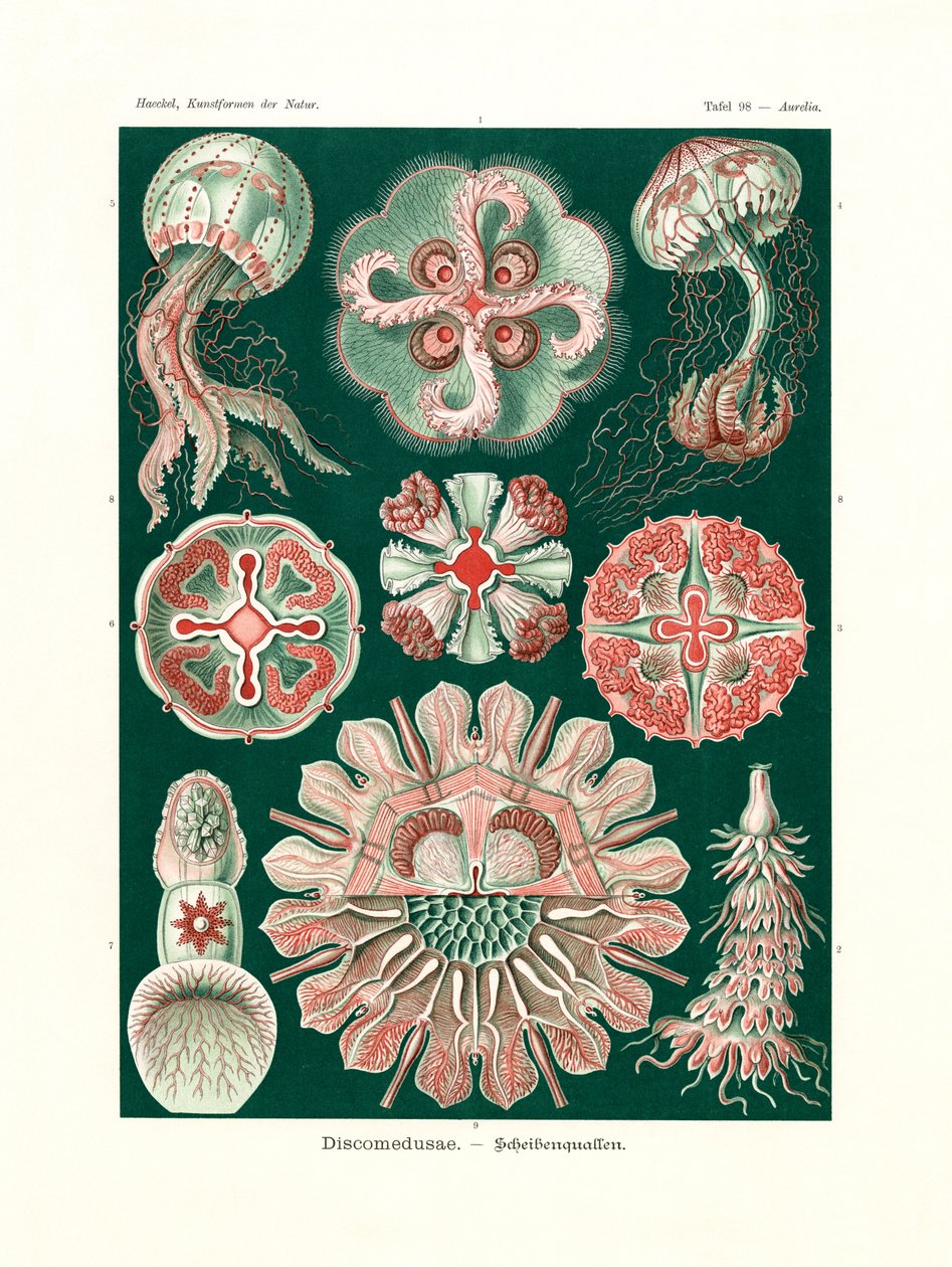 Discomedusae, 1899-1904 de German School