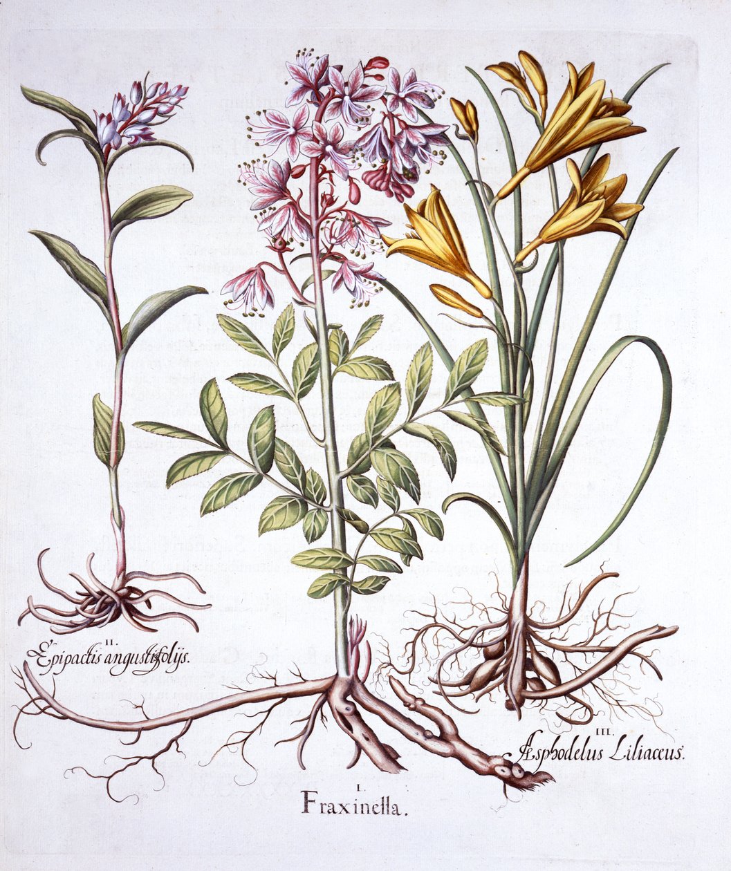Dittany, White Helleborine e Yellow Day Lily, de Hortus Eystettensis, de Basil Besler (1561-1629), pub. 1613 (gravura colorida à mão) de German School