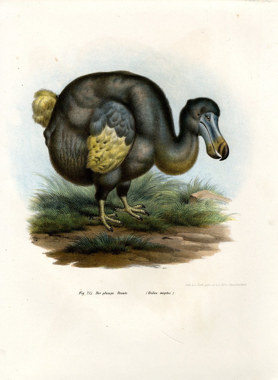 Dodo, 1864 de German School