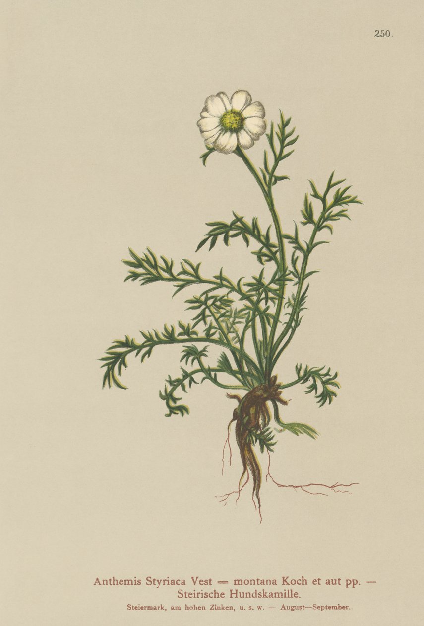 Cachorro-erva-doce (Anthemis Styriaca, Anthemis montana) de German School
